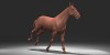 horse-running300