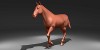 horse-walking300