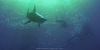 SharksVSFishCrowds450x225
